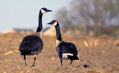 Branta canadensis