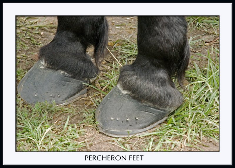 Percheron