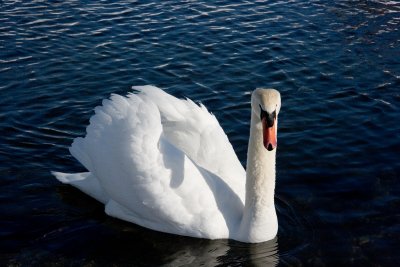 _Adult Mute Swan