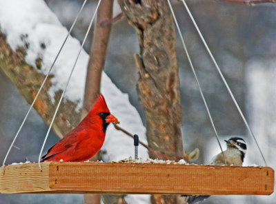  Cardinal chased off by the Woodpecker!