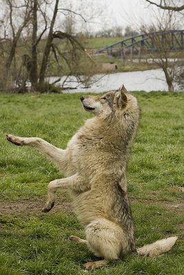 Ruedi begs!