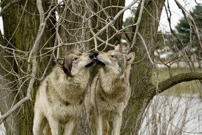 THEY ARE SNAGGING A TREAT OF CHEESE OFF THE BRANCH.
