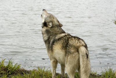 Wolfgang Howls