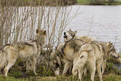 HOWLING BY THE LAKE
