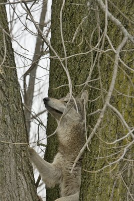 Tree Climbing Wolf