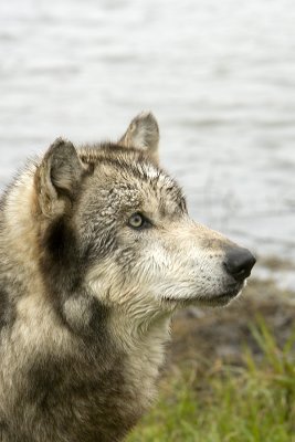 A thoughtful Wolf!