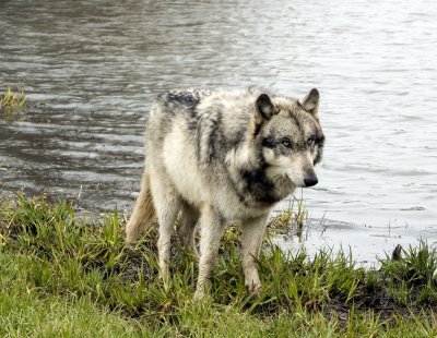 Stalking by the Lake!
