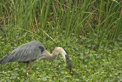 GB Heron   Magnolia Gardens