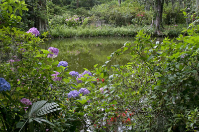 Serene Scene Magnolia Gardens