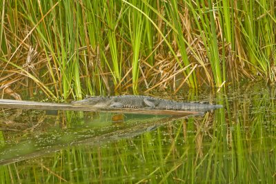 Gator Sunning  Magnolia Gardens