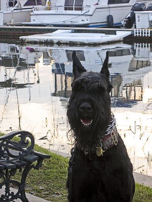 Ashley River Marina