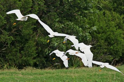 Egrets at Fort Pulaski