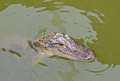 Gator at Ft. Pulaski