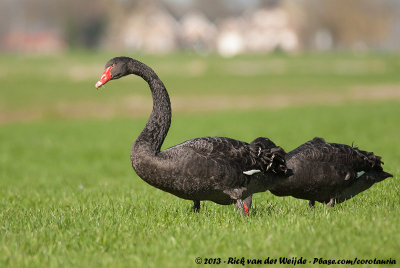 Black SwanCygnus atratus