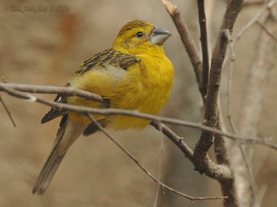 Gele Kernbijter / Yellow-Green Grosbeak