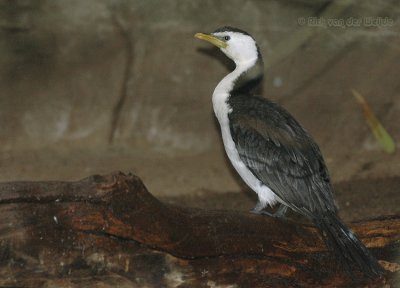 Little Pied Cormorant  (Kleine Bonte Aalscholver)