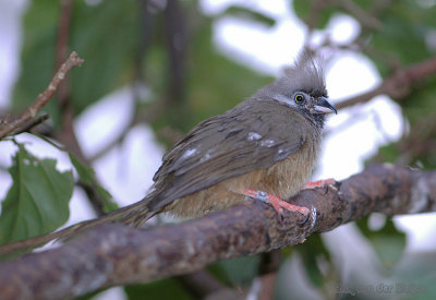 Gestreepte Muisvogel