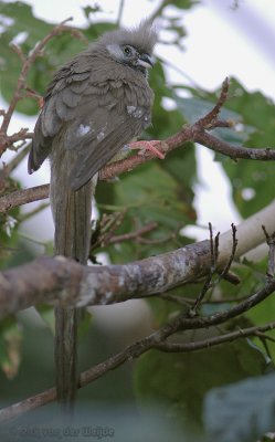 Gestreepte Muisvogel