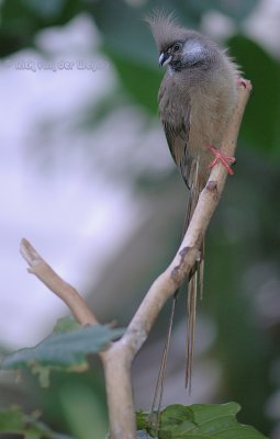 Gestreepte Muisvogel