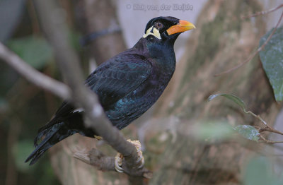 Grote Beo / Hill Myna