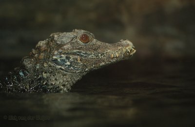 Dwergkaaiman / Cuvier's Dwarf Caiman