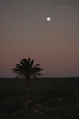 Palm in the moonlight shadow