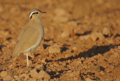 Renvogel