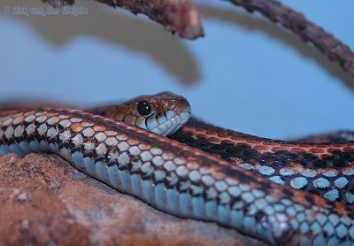 San-Franciscolintslang / San Francisco Gartersnake