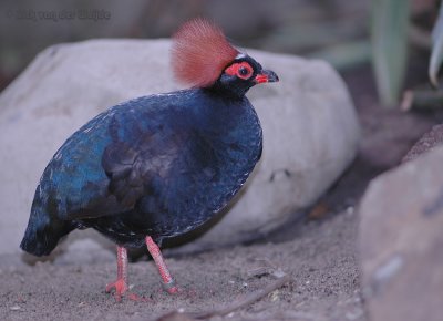 Roelroel / Crested Wood Patridge