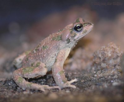 Berberpad / Moroccan Toad