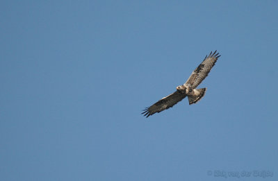 Ruigpootbuizerd