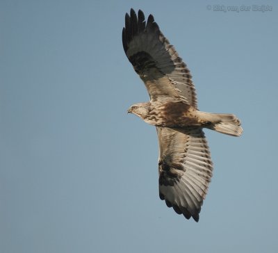 Ruigpootbuizerd