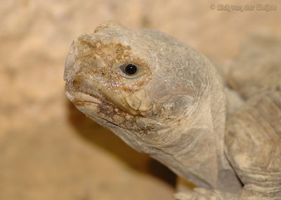 Luipaardschildpad / Leopard Tortoise