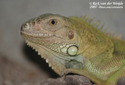 Green Iguana  (Groene Leguaan)