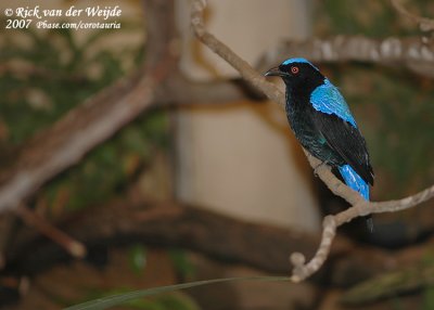 Indische Blauwrug / Asian Fairy-Bluebird