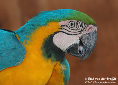 Blauwgele Ara / Blue-And-Yellow Macaw