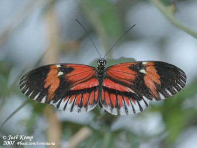 Passiebloemvlinder / Golden Helicon Butterfly