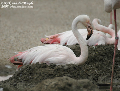 Roze Flamingo