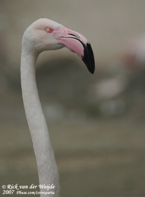 Roze Flamingo