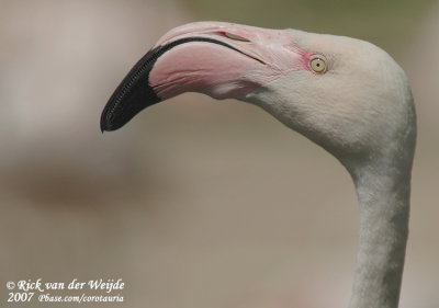 Roze Flamingo