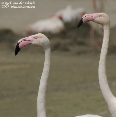 Roze Flamingo