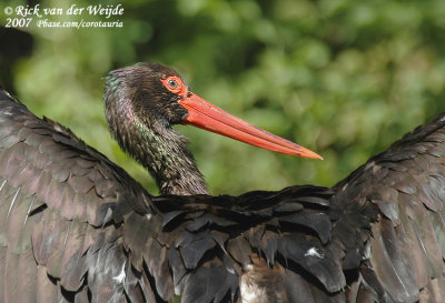 Black Stork  (Zwarte Ooievaar)