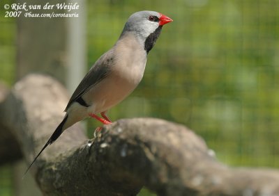 Spitsstaartamadine / Long-Tailed Finch