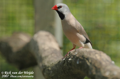 Spitsstaartamadine