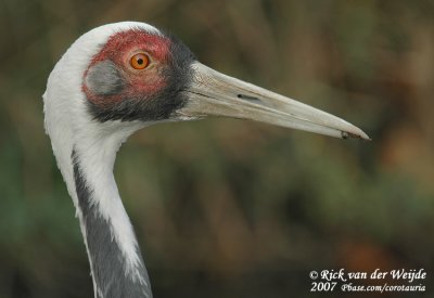White-Naped Crane  (Witnekkraanvogel)