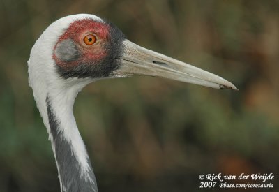 Witnekkraanvogel