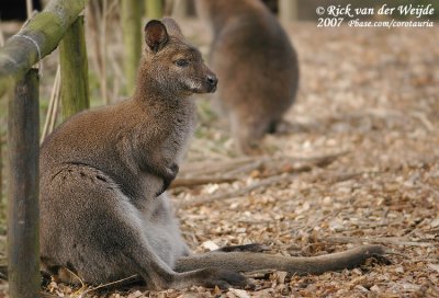 Bennetts Wallabie / Red-Necked Wallaby