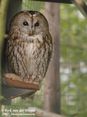 Tawny Owl  (Bosuil)