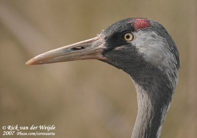 Common Crane  (Kraanvogel)