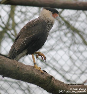 Kuifcaracara